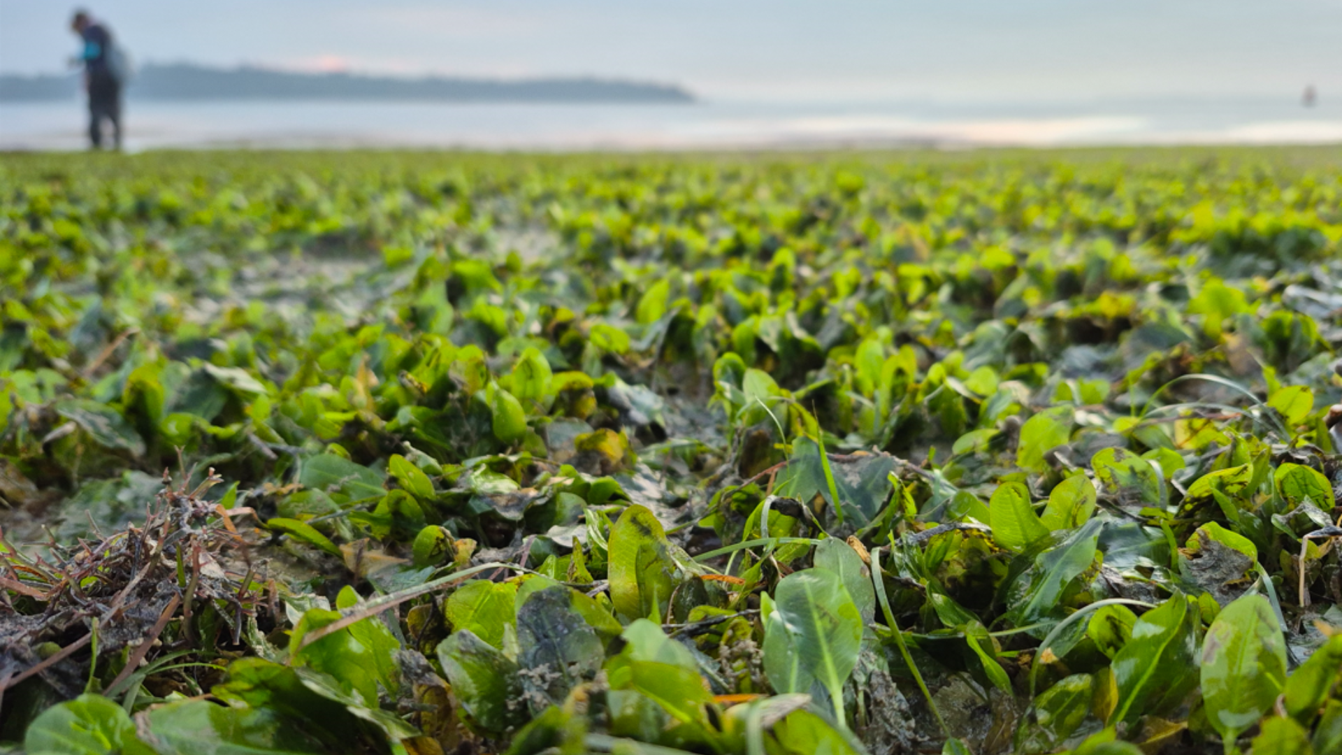 Our Intertidal Zones